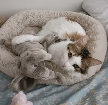 HOLLY, Katze, Europäisch Kurzhaar in Niederlande - Bild 3