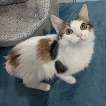 HOLLY, Katze, Europäisch Kurzhaar in Niederlande - Bild 4