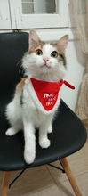 HOLLY, Katze, Europäisch Kurzhaar in Niederlande - Bild 5