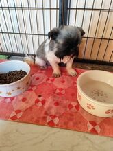 FYNN, Hund, Shih Tzu-Mix in Slowakische Republik - Bild 1