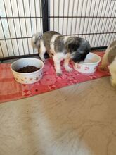 FYNN, Hund, Shih Tzu-Mix in Slowakische Republik - Bild 2