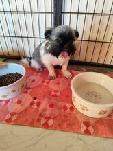 FYNN, Hund, Shih Tzu-Mix in Slowakische Republik - Bild 3