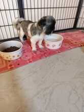 FYNN, Hund, Shih Tzu-Mix in Slowakische Republik - Bild 5