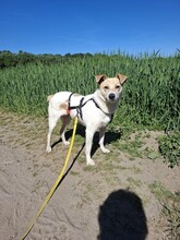 LOTTE, Hund, Mischlingshund in Herten - Bild 4