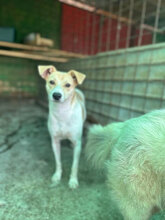 LOTTE, Hund, Mischlingshund in Herten - Bild 5