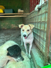 LOTTE, Hund, Mischlingshund in Herten - Bild 7