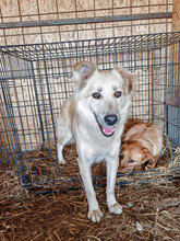 RICARDO, Hund, Mischlingshund in Neuss - Bild 1
