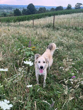 RICARDO, Hund, Mischlingshund in Neuss - Bild 2