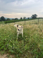 RICARDO, Hund, Mischlingshund in Neuss - Bild 3