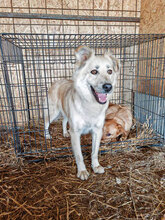 RICARDO, Hund, Mischlingshund in Neuss - Bild 4