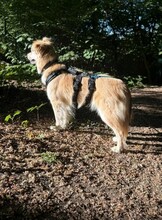 RICCARDO, Hund, Mischlingshund in Neuss - Bild 5