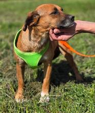 RAYA, Hund, Mischlingshund in Kroatien - Bild 2
