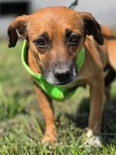 RAYA, Hund, Mischlingshund in Kroatien - Bild 3