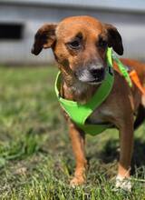 RAYA, Hund, Mischlingshund in Kroatien - Bild 4