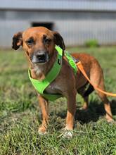 RAYA, Hund, Mischlingshund in Kroatien - Bild 5