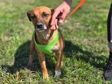 RAYA, Hund, Mischlingshund in Kroatien - Bild 6
