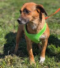 RAYA, Hund, Mischlingshund in Kroatien - Bild 7