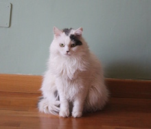 GREMLIN, Katze, Halblanghaarkatze-Mix in Italien - Bild 1