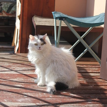 GREMLIN, Katze, Halblanghaarkatze-Mix in Italien - Bild 2