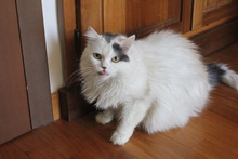 GREMLIN, Katze, Halblanghaarkatze-Mix in Italien - Bild 3