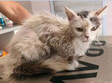 GREMLIN, Katze, Halblanghaarkatze-Mix in Italien - Bild 4