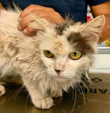 GREMLIN, Katze, Halblanghaarkatze-Mix in Italien - Bild 5