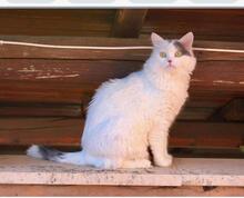 GREMLIN, Katze, Halblanghaarkatze-Mix in Italien - Bild 6