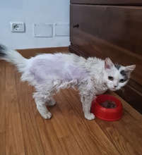 GREMLIN, Katze, Halblanghaarkatze-Mix in Italien - Bild 7