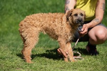 BLYSS, Hund, Mischlingshund in Bad Wünnenberg - Bild 2