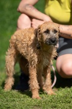 BLYSS, Hund, Mischlingshund in Bad Wünnenberg - Bild 3