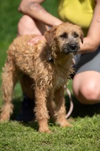BLYSS, Hund, Mischlingshund in Bad Wünnenberg - Bild 4
