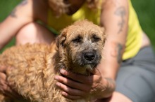 BLYSS, Hund, Mischlingshund in Bad Wünnenberg - Bild 5
