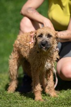 BLYSS, Hund, Mischlingshund in Bad Wünnenberg - Bild 6