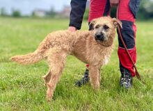 BLYSS, Hund, Mischlingshund in Bad Wünnenberg - Bild 7