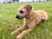 BLYSS, Hund, Mischlingshund in Bad Wünnenberg - Bild 9