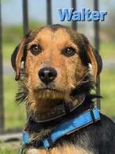 WALTER, Hund, Mischlingshund in Kroatien - Bild 1