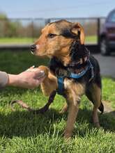 WALTER, Hund, Mischlingshund in Kroatien - Bild 2