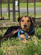 WALTER, Hund, Mischlingshund in Kroatien - Bild 3