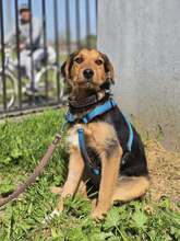WALTER, Hund, Mischlingshund in Kroatien - Bild 4