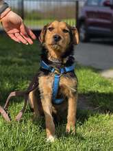 WALTER, Hund, Mischlingshund in Kroatien - Bild 5