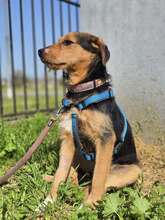WALTER, Hund, Mischlingshund in Kroatien - Bild 6