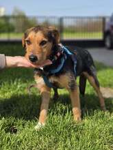 WALTER, Hund, Mischlingshund in Kroatien - Bild 7