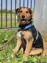 WALTER, Hund, Mischlingshund in Kroatien - Bild 8