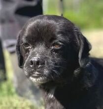 JEWO, Hund, Pekingese-Mix in Bosnien und Herzegowina - Bild 1