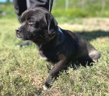 JEWO, Hund, Pekingese-Mix in Bosnien und Herzegowina - Bild 2