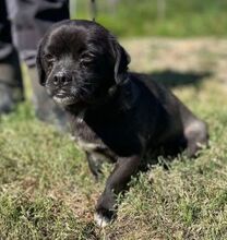 JEWO, Hund, Pekingese-Mix in Bosnien und Herzegowina - Bild 3