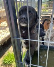 JEWO, Hund, Pekingese-Mix in Bosnien und Herzegowina - Bild 4