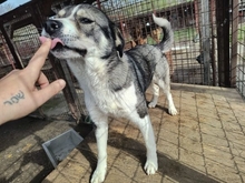 JARMO, Hund, Mischlingshund in Rumänien - Bild 3