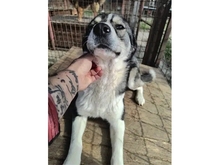 JARMO, Hund, Mischlingshund in Rumänien - Bild 5