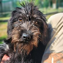 LUNA, Hund, Mischlingshund in Ungarn - Bild 1